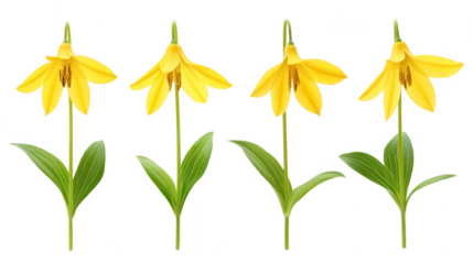 Four Yellow Fawn Lily Flowers in PNG Transparent Background Arrangement