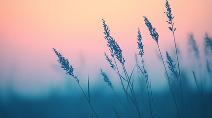 Obraz premium Sunset Meadow Grass Silhouette.