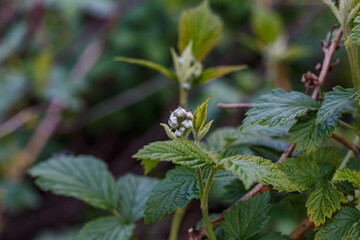 Young raspberry leaves on an old bush in spring