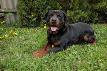 rottweiler in the green grass	
