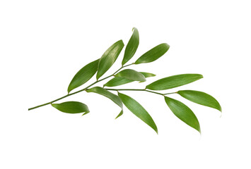 Fototapeta na wymiar Green twig of italian ruscus (DANAE RACEMOSA) with fresh leaves isolated on white or transparent background