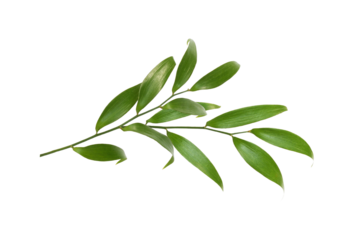 Green twig of italian ruscus (DANAE RACEMOSA) with fresh leaves isolated on white or transparent background