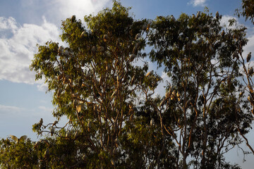 little Corellas (Cacatua sanguinea) on a tree while sunset, Kakadu National Park, Northern Territory, Australia
