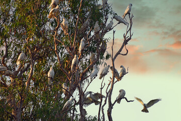little Corellas (Cacatua sanguinea) on a tree while sunset, Kakadu National Park, Northern Territory, Australia
