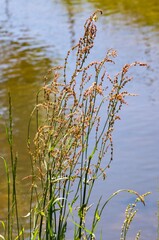 Obraz premium Common sorrel growing near water with butterfly perched on top