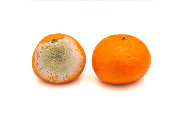 One moldy tangerine and one ripe tangerine on a white isolated background