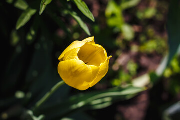 Yellow tulip in a flowerbed of Kharkiv yard in autumn