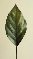 Single lush green leaf macro image