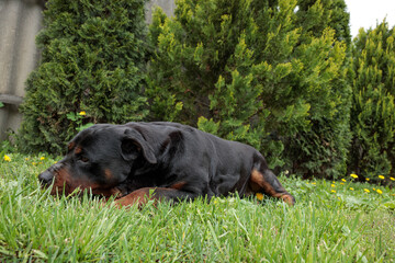 rottweiler in the green grass	