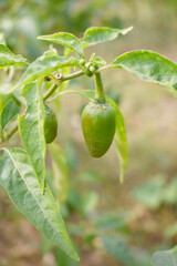 fresh green chili on plant closeup, chili plants in organic farming, Chilies closeup in field, Green chili plant in a farmer's field, Ripe green chili on a plant in Chakwal, Punjab, Pakistan