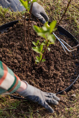 Gardener loosening soil around a hydrangea in spring garden using hand fork. Taking care of shrub...