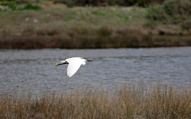 Heron by the sea in southern France