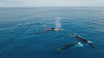 Obraz premium Whales in the ocean