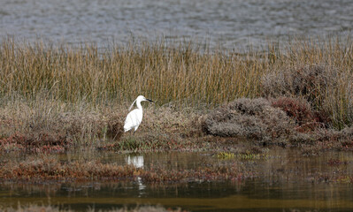 Heron by the sea in southern France
