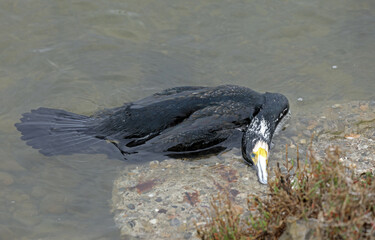 Dead cormorant on the shore of a lake