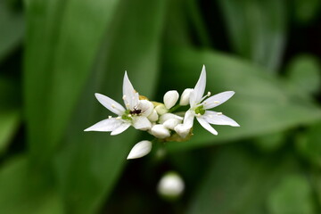 Bärlauchblüten und grüne Samenkapseln