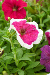 Red White petunias in the garden, Petunia, Close up of Red White Petunia flower in the garden, Petunia flower and blurred background, Background of Red White petunia flowers, spring flower Closeup.