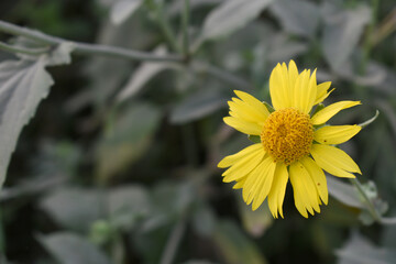 Golden Crownbeard (Also called Golden Crownbeard, Copen Daisy, golden crown beard) in the nature, Golden Crownbeard Flower closeup,Beautiful yellow flower closseup in nature Chakwal, Punjab, Pakistan