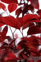 red leaves on a tree