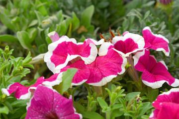 Naklejka premium Red White petunias in the garden, Petunia, Close up of Red White Petunia flower in the garden, Petunia flower and blurred background, Background of Red White petunia flowers, spring flower Closeup.