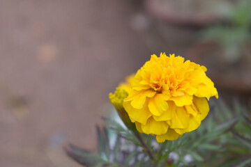 Yellow french marigold flower blossom in garden, Yellow french Mari Gold flowers for decorate garden, Close up of beautiful small marigold flower in garden. Marigold flowers bloom in nature