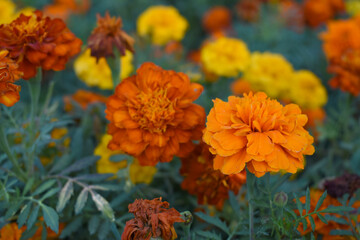 Orange french marigold flower blossom in garden, Orange french Mari Gold flowers for decorate garden, Close up of beautiful small marigold flower in garden. Marigold flowers bloom in nature