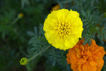Yellow french marigold flower blossom in garden, Yellow french Mari Gold flowers for decorate garden, Close up of beautiful small marigold flower in garden. Marigold flowers bloom in nature