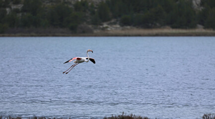 Flamingos flying in the sky