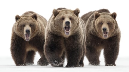 Fototapeta premium A set of grizzly brown bears roaring, showcasing power, isolated on a white background