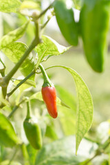 fresh red chili vegetable on plant closeup, chili plants in organic farming, Chilies closeup in field, red chili plant in a farmer's field, Ripe red chili on a plant in Chakwal, Punjab, Pakistan