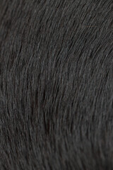 close up of a fur, black fur texture