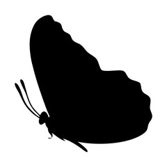 Fototapeta premium A clean vector butterfly silhouettes on a white background in black with simple and detailed wing patterns