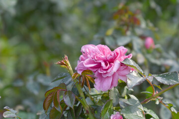 Beautiful pink rose flower closeup in garden, A very beautiful pink yellow rose flower bloomed on the rose tree, Rose flower closeup, bloom flowers, Natural spring flower floral background