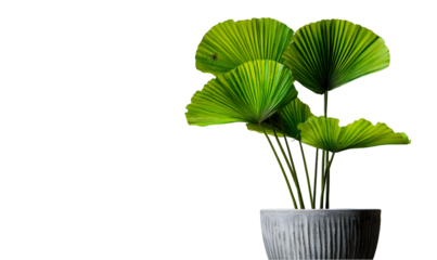 Lush green foliage of a potted plant with vibrant, broad leaves against a dark background