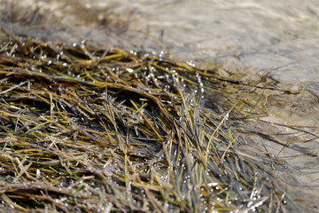 Seagrass beach plant sea washed ashore
