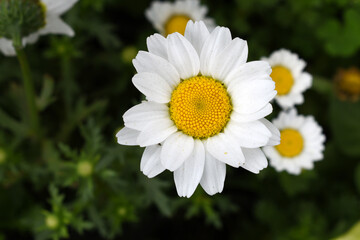 Fototapeta premium white Common daisy beautiful flowers with blur green background in garden, White beautiful daisies on a field in green grass, Oxeye daisy, Leucanthemum vulgare, Daisies, Dox-eye, Dog daisy in nature