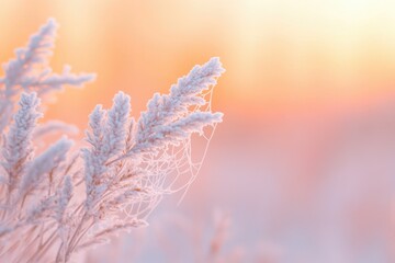 Frost-covered plants at sunrise, delicate details and soft pastel colors.