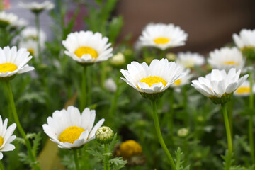 Fototapeta premium white Common daisy beautiful flowers with blur green background in garden, White beautiful daisies on a field in green grass, Oxeye daisy, Leucanthemum vulgare, Daisies, Dox-eye, Dog daisy in nature