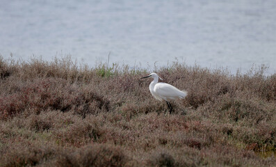 Heron by the sea in southern France