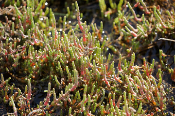 Queller Plant Sea Salicorn in Seawater