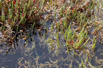 Queller Plant Sea Salicorn in Seawater