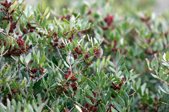 Pistachio plant shrub mastic tree
