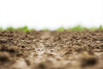 Fototapeta premium Close up of a field with soil and plants for agriculture and gardening use cases