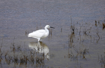 Heron by the sea in southern France