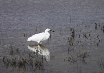Heron by the sea in southern France
