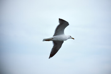 Majestic seagull in flight against a clear blue sky with graceful wingspan