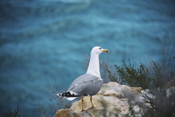 Seagull perched on coastal cliff overlooking tranquil ocean waters