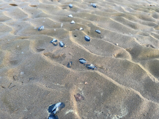 Shells on the beach by the sea