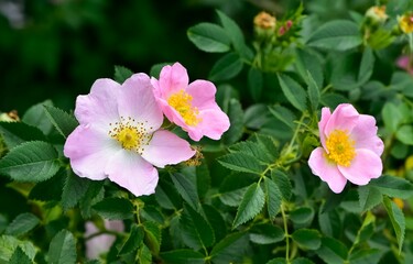 Natural flowers growing in rural areas. rosehip flower photos.