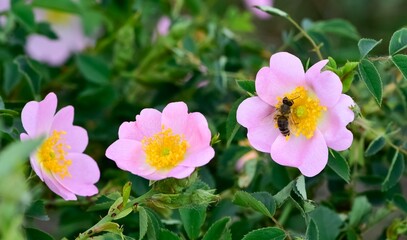 Natural flowers growing in rural areas. rosehip flower photos.